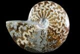 Wide Polished Cleoniceras Ammonite - Madagascar #74888-1